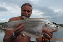 Thai Fish Species - Indochina Featherback