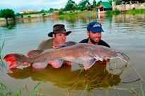 Thai Fish Species - Thai Redtailed Catfish