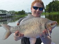 Thai Fish Species - Bony Lipped Barb