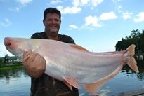 Thai Fish Species - Albino Striped Catfish