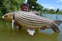 Thai Fish Species - Juliens Golden Price Carp