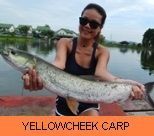 Thai Fish Species - Yellowcheek Carp