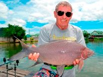 Thai Fish Species - Bearded Labeo