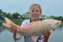Thai Fish Species - Albino Rohu