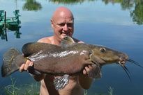 Giraffe Catfish
