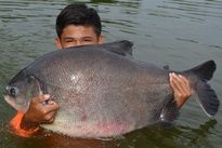 Pacu