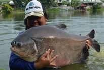 Pacu