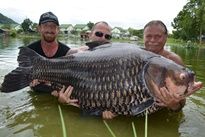 Siamese Carp