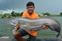 Wallago Attu