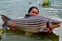Juliens Golden Price Carp