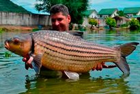 Thai Fish Species - Juliens Golden Price Carp