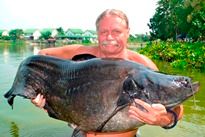 Thai Fish Species - Wallago Leeri