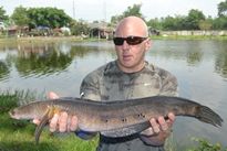 Thai Fish Species - Cobra Snakehead