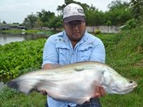 Thai Fish Species - Giant Featherback