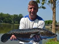 Thai Fish Species - Giant Snakehead