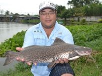 Thai Fish Species - Marble Catfish