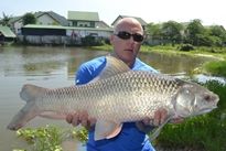 Thai Fish Species - Mrigal
