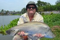 Thai Fish Species - Spotted Featherback