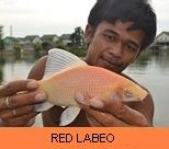 Thai Fish Species - Red Labeo