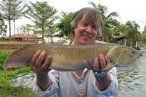 Thai Fish Species - Arawana