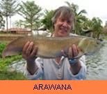 Thai Fish Species - Arawana