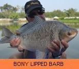 Photo Gallery - Bony Lipped Barb
