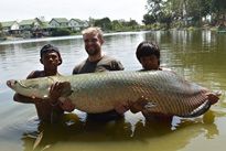Arapaima