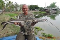 Thai Fish Species - Firewood Catfish