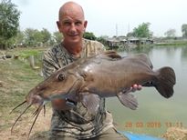 Thai Fish Species - Giraffe Catfish