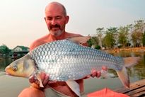 Thai Fish Species - Soldier River Barb