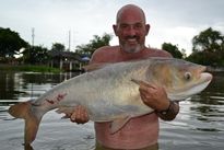 Thai Fish Species - Silver Carp