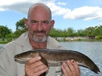 Thai Fish Species - Striped Snakehead