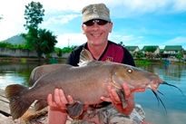Thai Fish Species - Giraffe Catfish