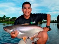 Thai Fish Species - Striped Catfish