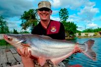 Thai Fish Species - Striped Catfish