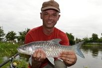 Thai Fish Species - Blue Mahseer