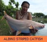Thai Fish Species - Albino Striped Catfish