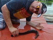 Thai Fish Species - Fire Eel