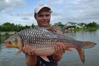 Thai Fish Species - Soldier River Barb