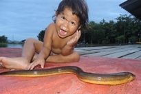 Thai Fish Species - Swamp Eel