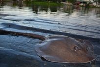 Thai Fish Species - Cowtail Stingray