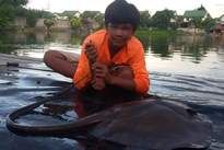 Thai Fish Species - Cowtail Stingray
