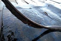Thai Fish Species - Cowtail Stingray