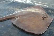 Thai Fish Species - Cowtail Stingray