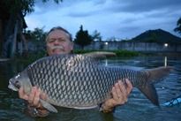 Thai Fish Species - Mekong River Barb