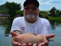Thai Fish Species - Red Labeo