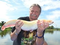 Thai Fish Species - Albino Wels Catfish