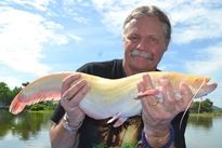 Thai Fish Species - Albino Wels Catfish