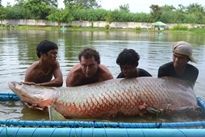 Thai Fish Species - Arapaima