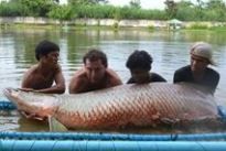 Fishing in Thailand - Arapaima